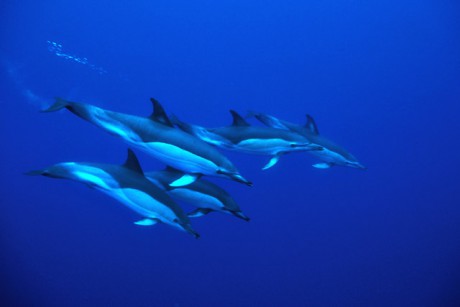 Delfíni skákaví