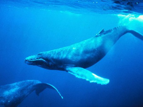 humpback-whale_580_600x450