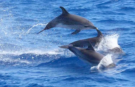 Delfíni Madeira