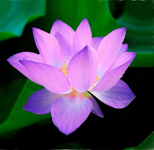lotos-fialovy.jpg