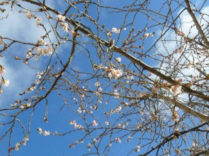 kvetouci-strom-ii.jpg