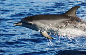 delfini-na-madeire.jpg