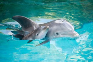 41-dolphins-butchered-by-japanese-fishermen-in-taiji-419572-2.jpg