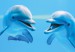 Vysmátí delfíni